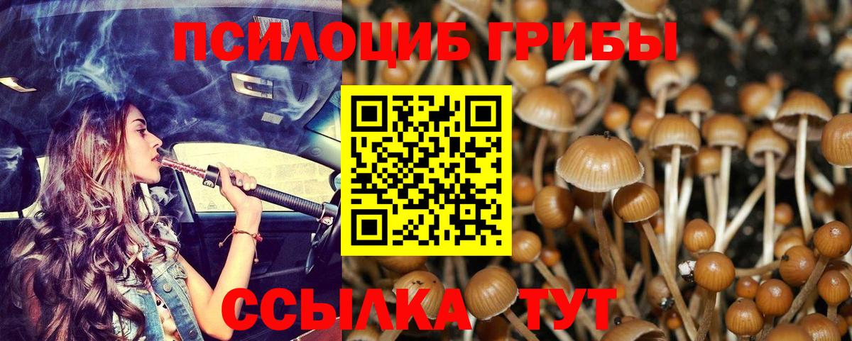 Псилоцибиновые грибы Psilocybine cubensis Елабуга